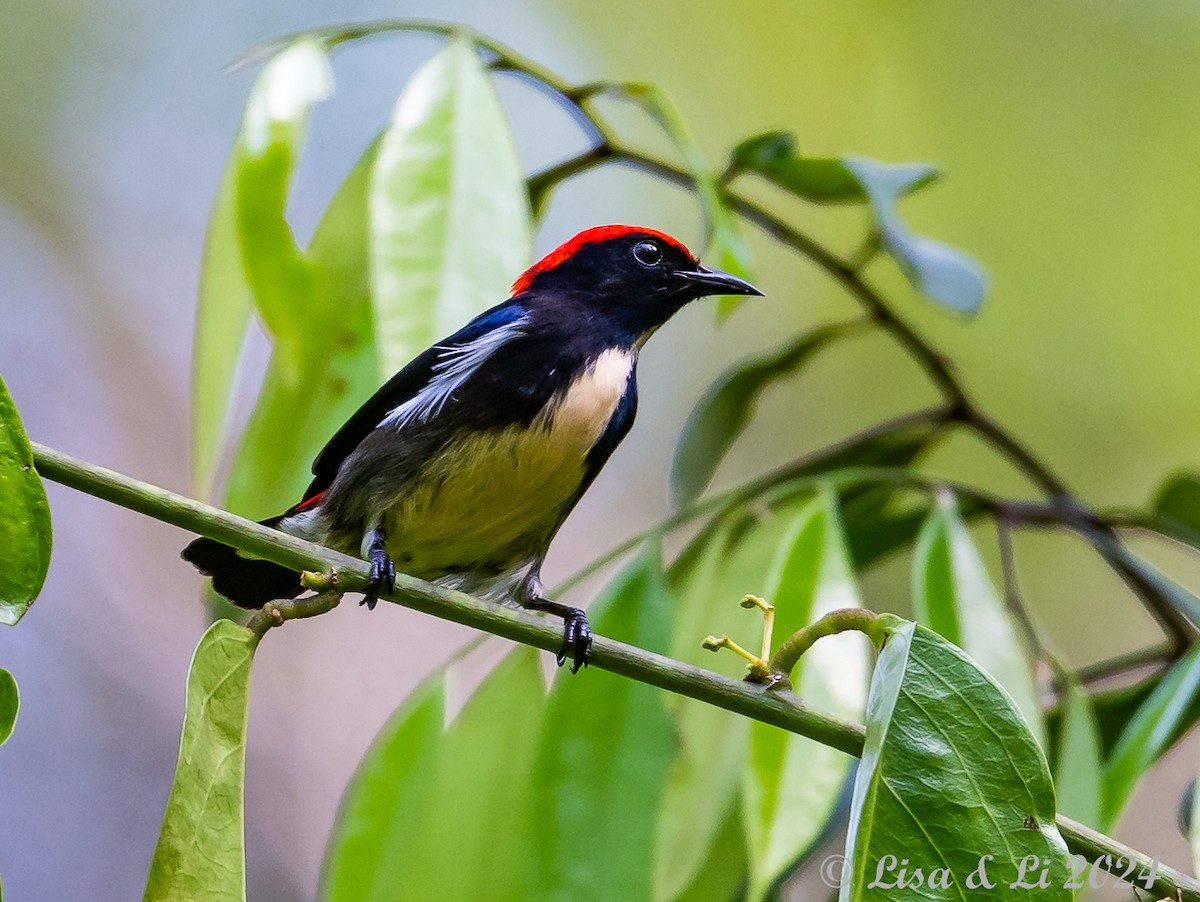 Scarlet-backed Flowerpecker - ML620428104