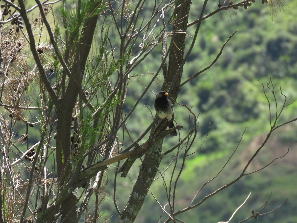 Mourning Sierra Finch - ML620428110