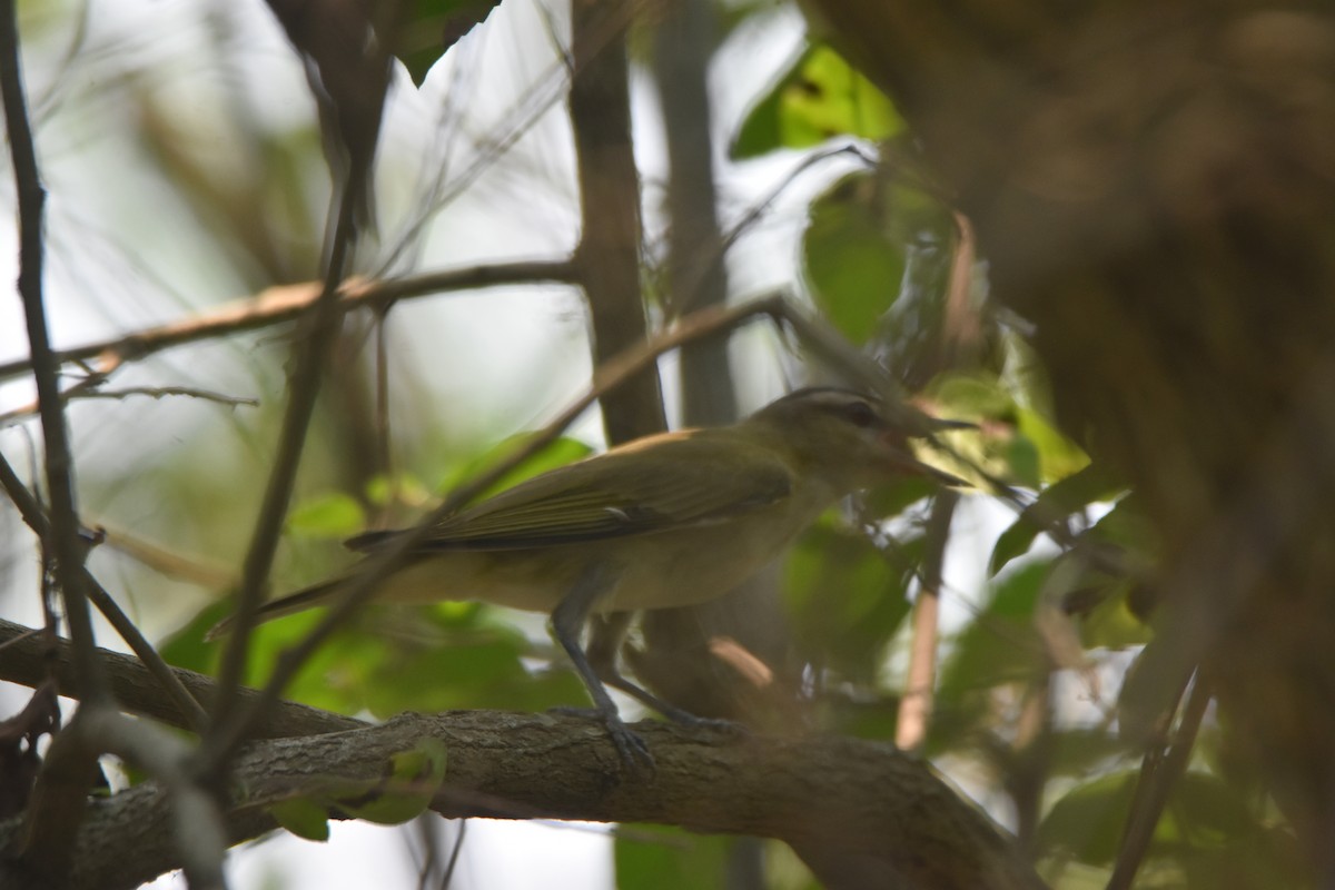 Kızıl Gözlü Vireo - ML620428112