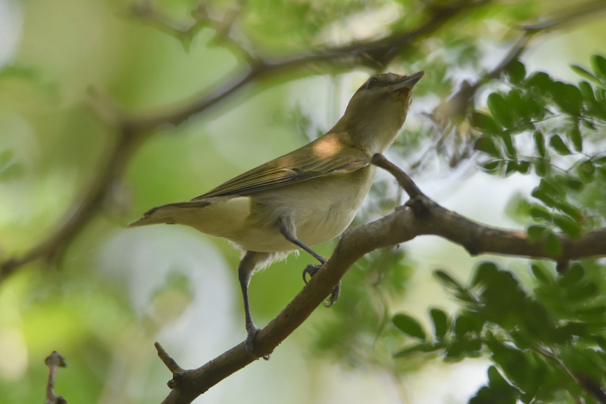 Kızıl Gözlü Vireo - ML620428116