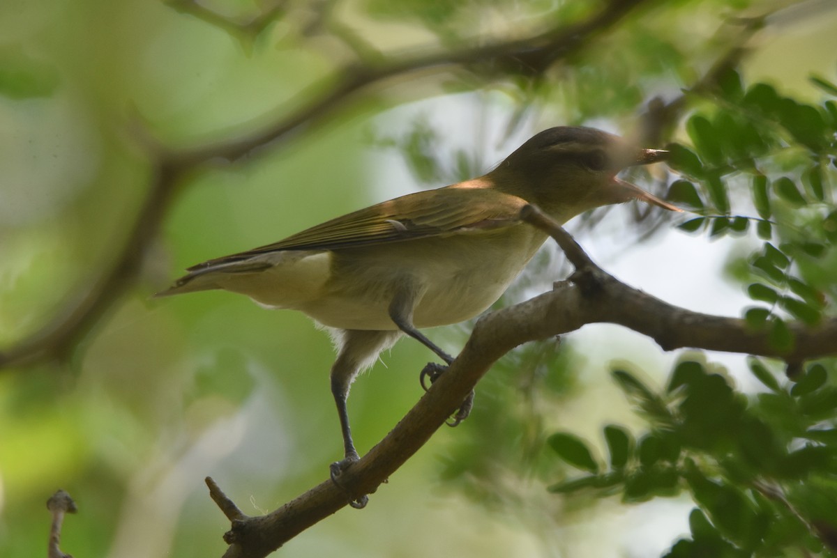 Vireo Ojirrojo - ML620428117