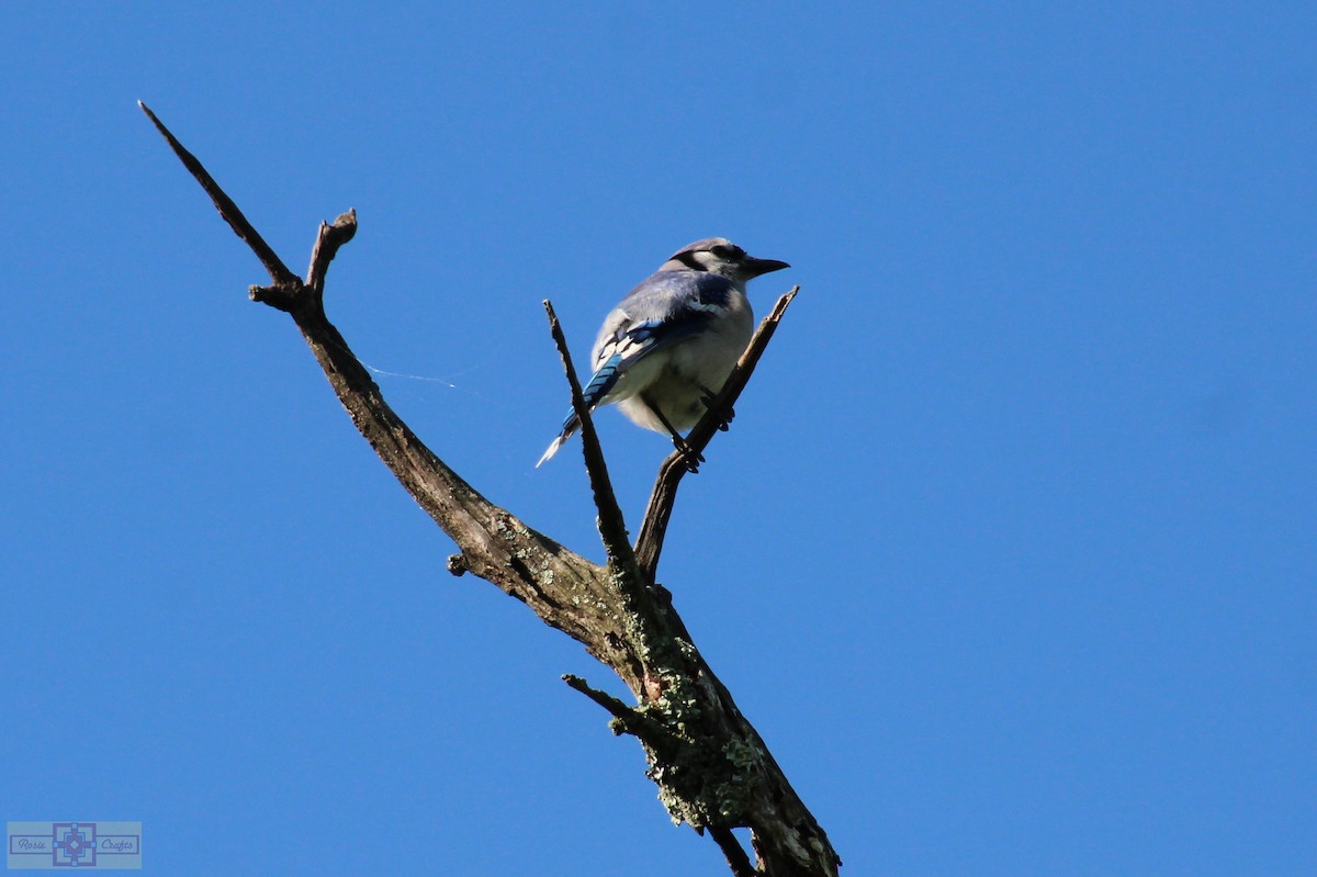 Blue Jay - Rose Marie