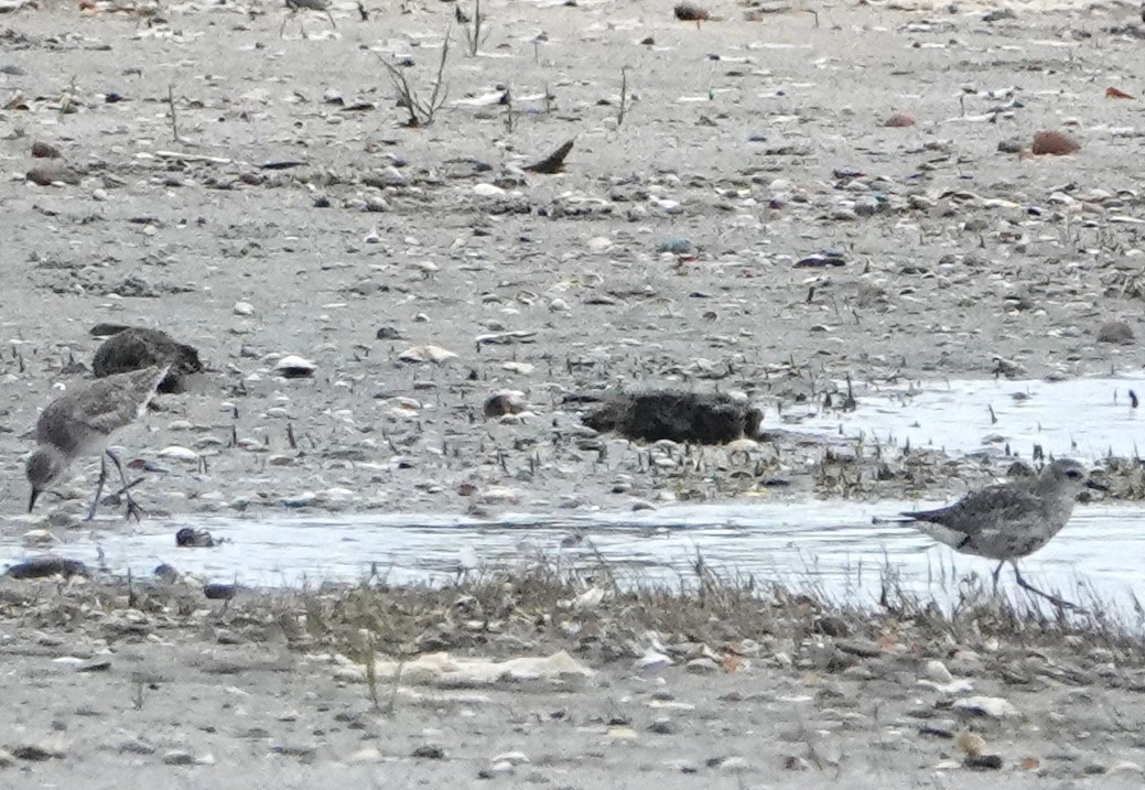 Black-bellied Plover - ML620428121