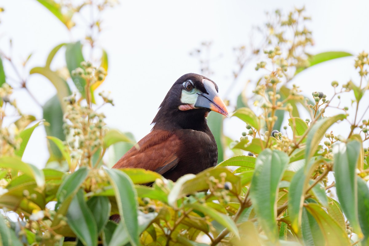 Montezuma Oropendola - John Kuenzli