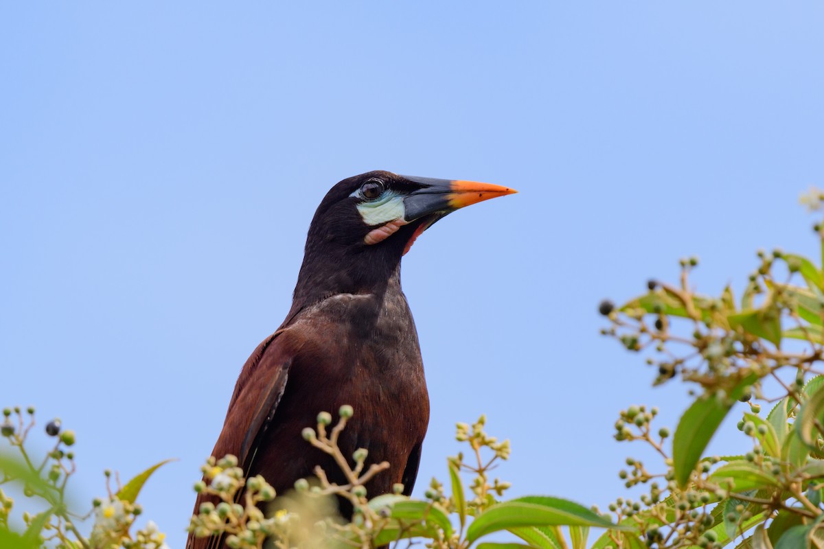 Montezuma Oropendola - ML620428125