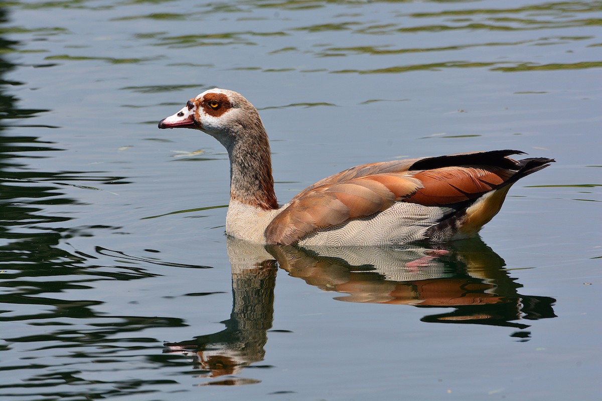 Egyptian Goose - ML620428131