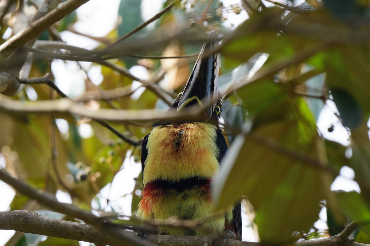 Collared Aracari - John Kuenzli