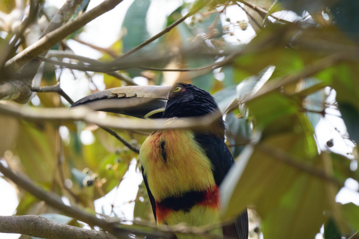 Collared Aracari - John Kuenzli