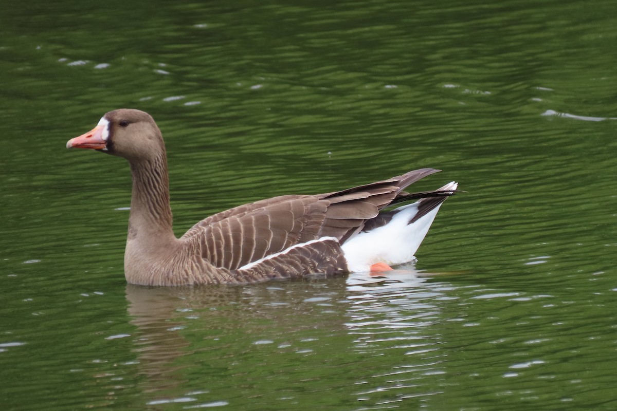 Greater White-fronted Goose - ML620428134