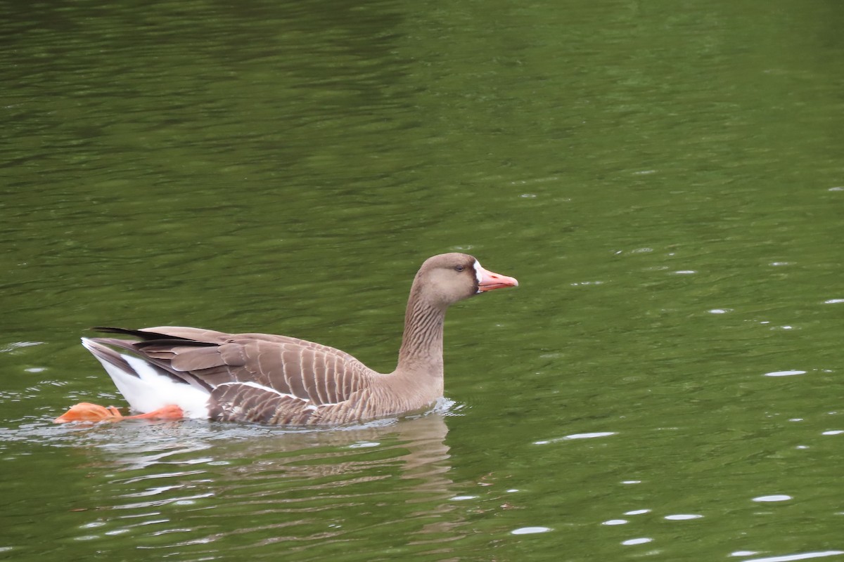 Greater White-fronted Goose - ML620428136