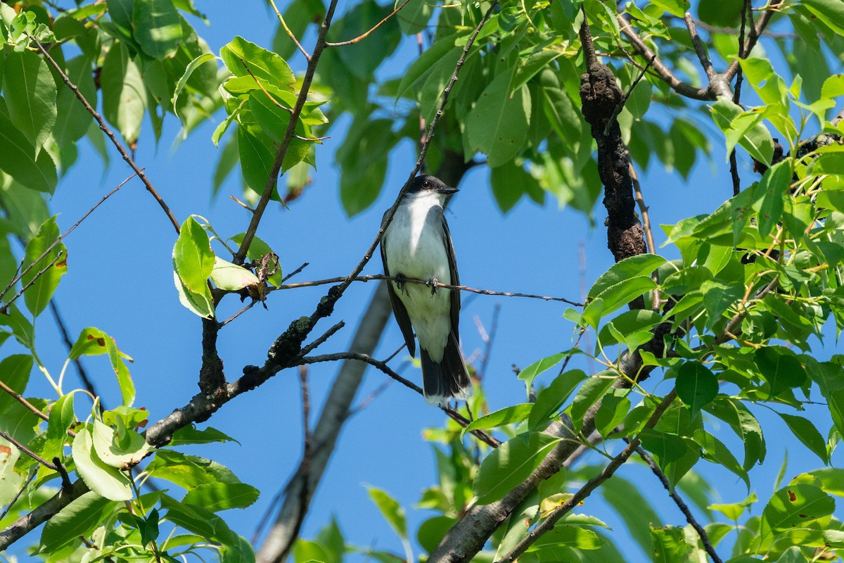 Eastern Kingbird - ML620428137