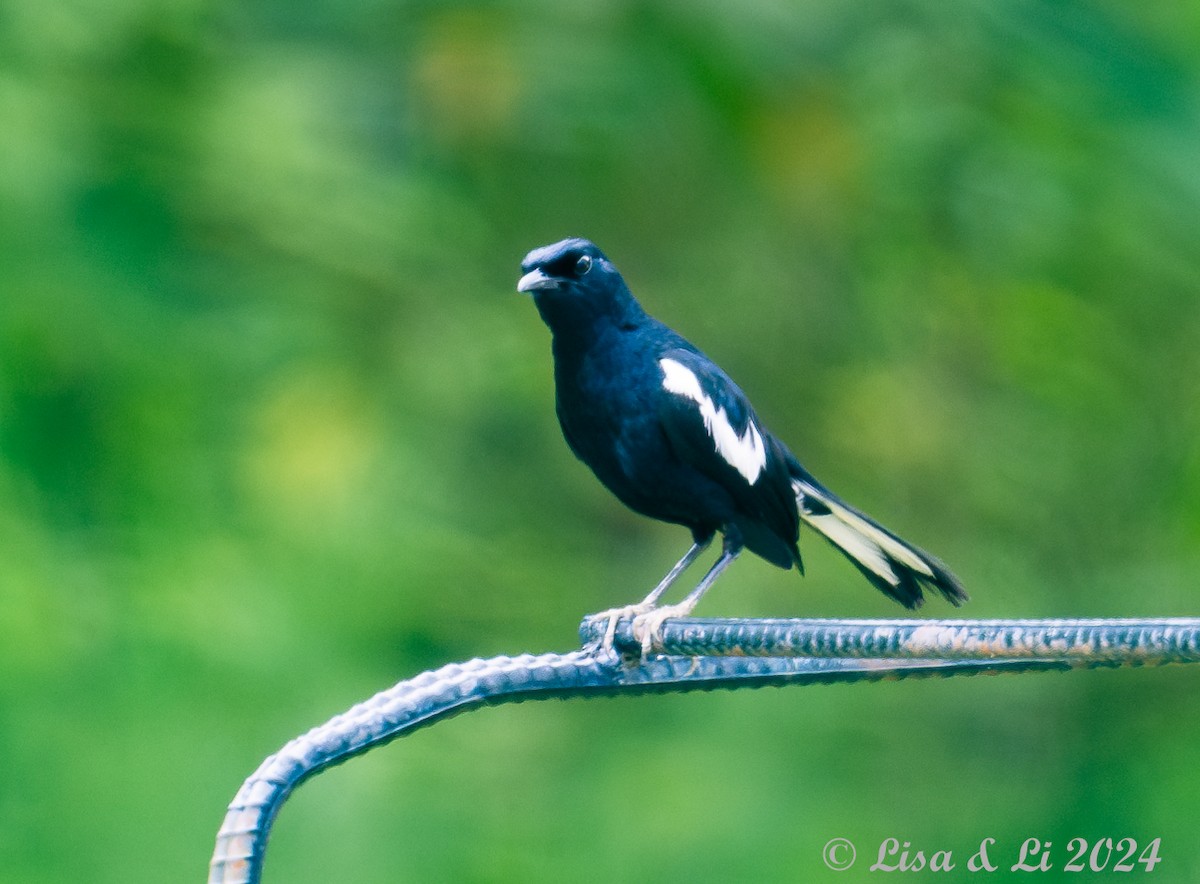 Oriental Magpie-Robin - ML620428138