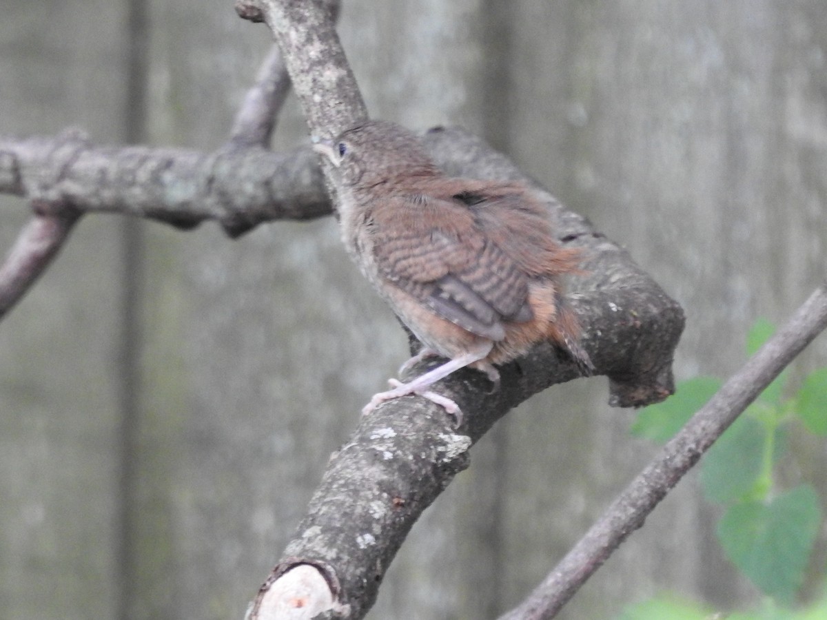 House Wren - ML620428141