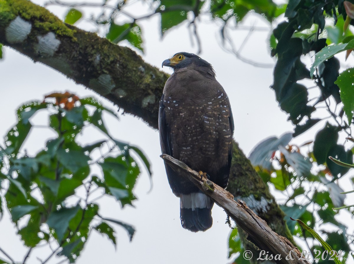 Crested Serpent-Eagle (Crested) - ML620428146