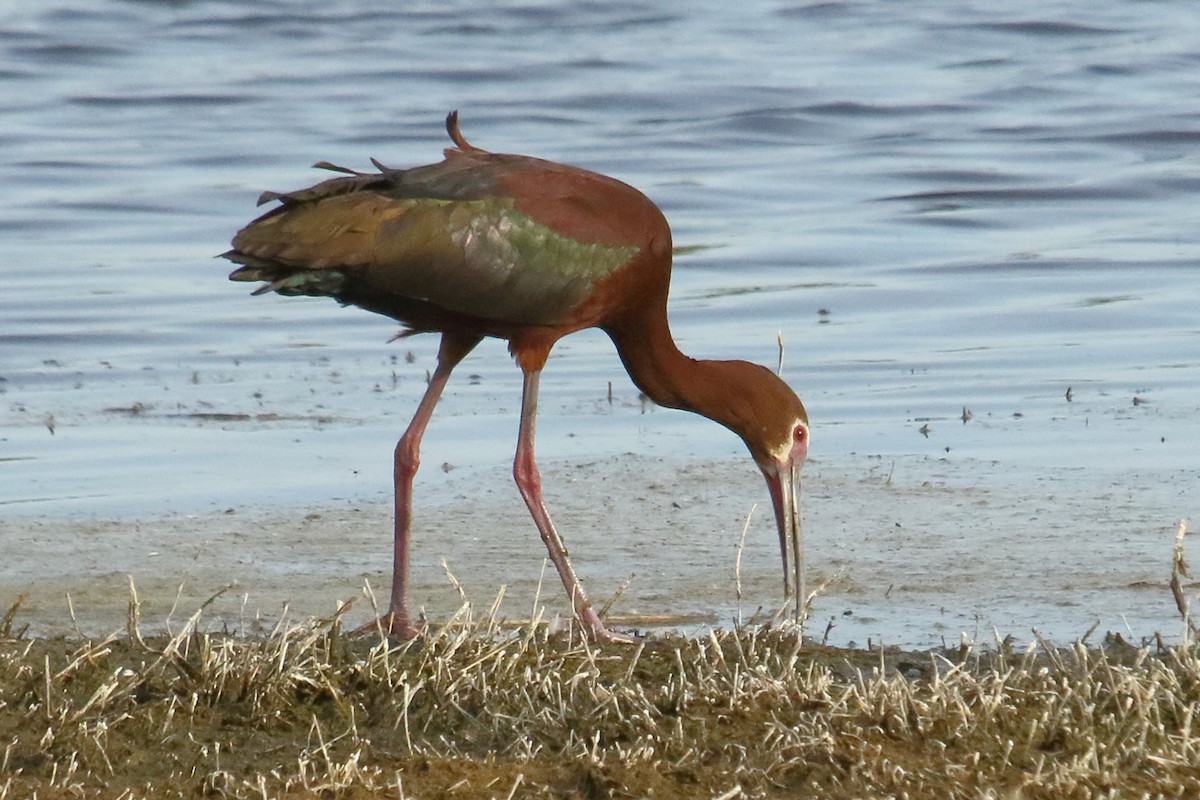 White-faced Ibis - ML620428147