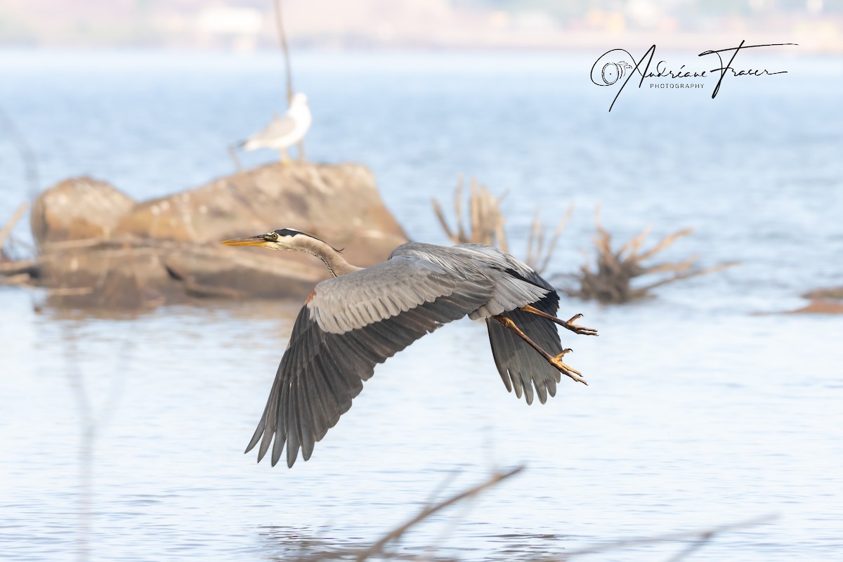 Great Blue Heron - ML620428149