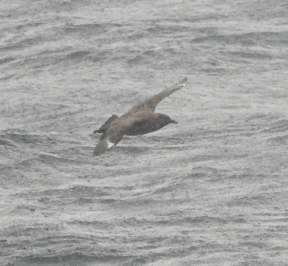 Great Skua - ML620428152