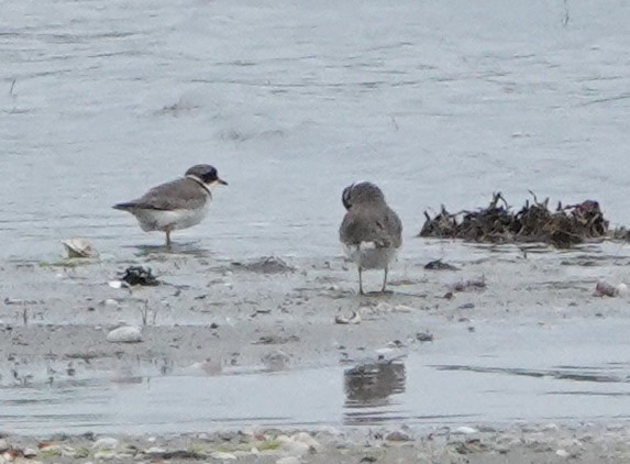 Semipalmated Plover - ML620428153