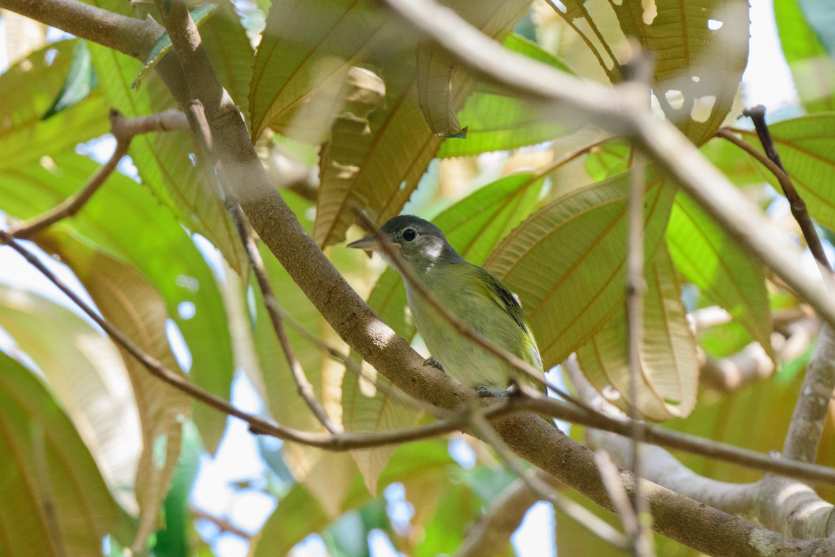 Lesser Greenlet - ML620428155