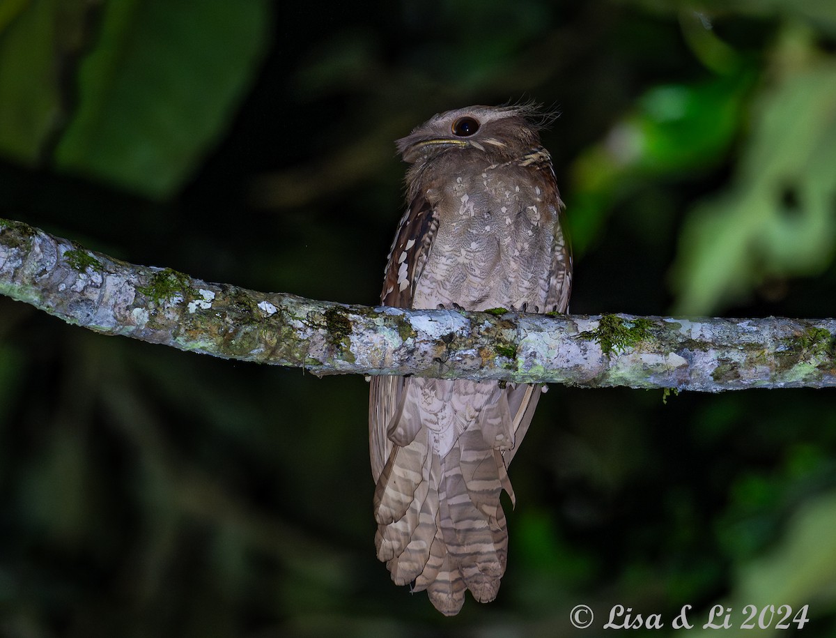 Dulit Frogmouth - ML620428163