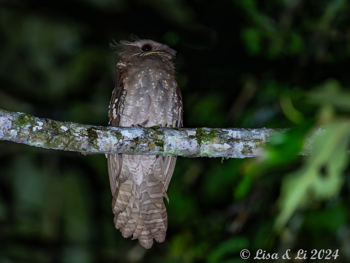 Dulit Frogmouth - ML620428165