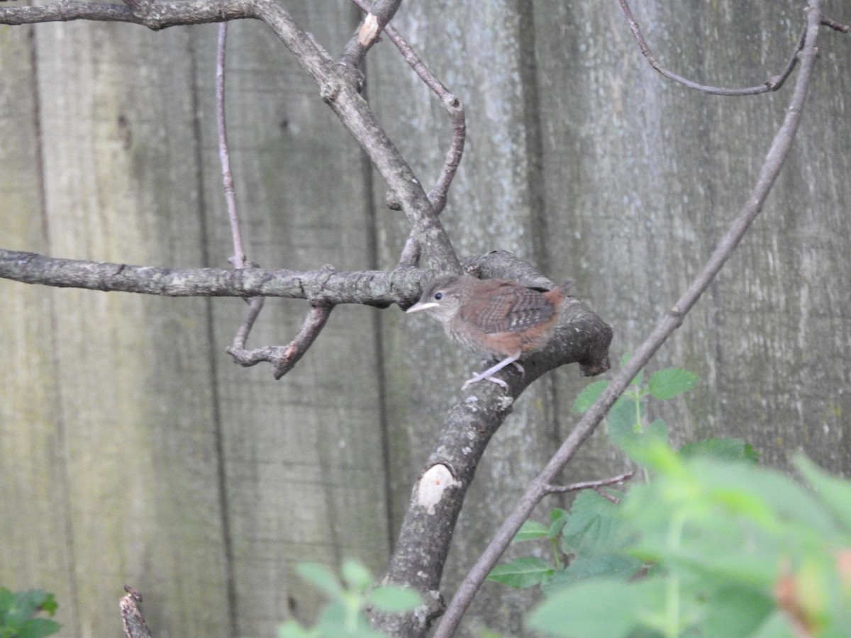 House Wren - ML620428174