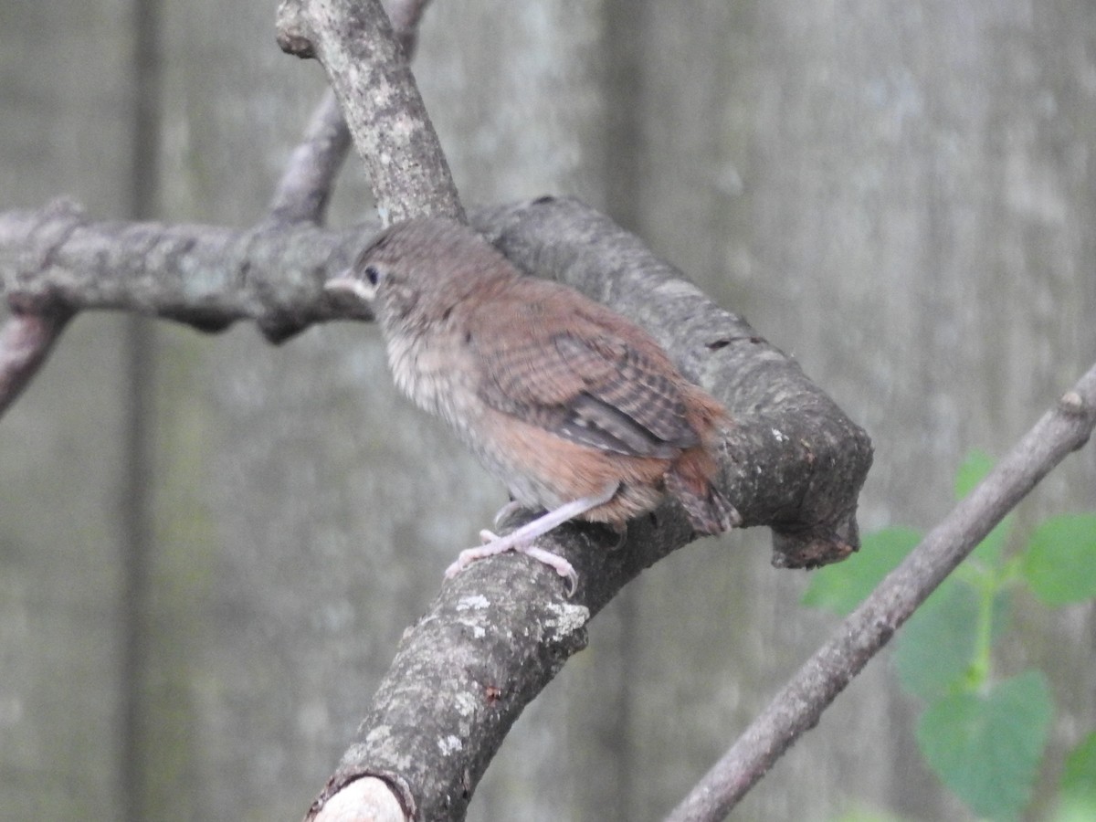 House Wren - Isaiah Craft