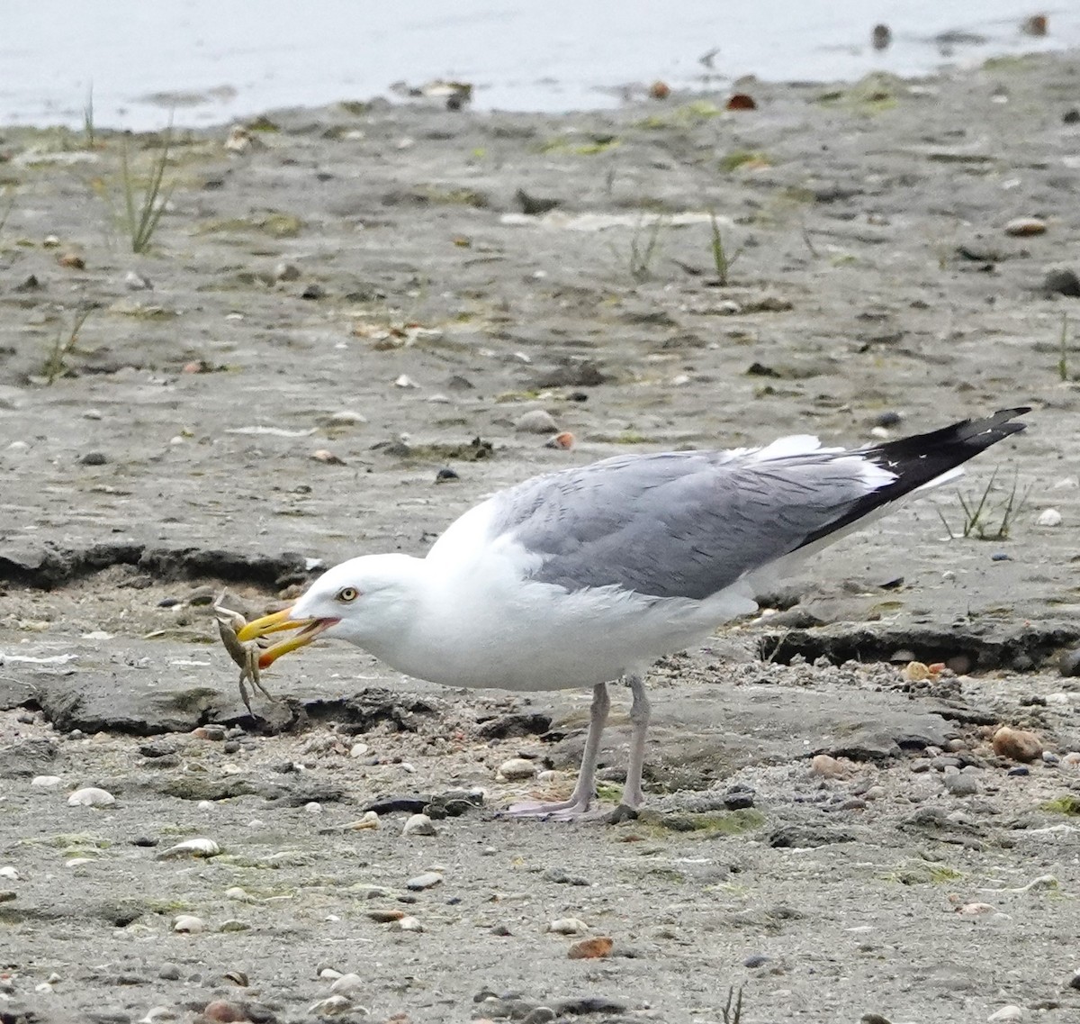 Herring Gull - ML620428180