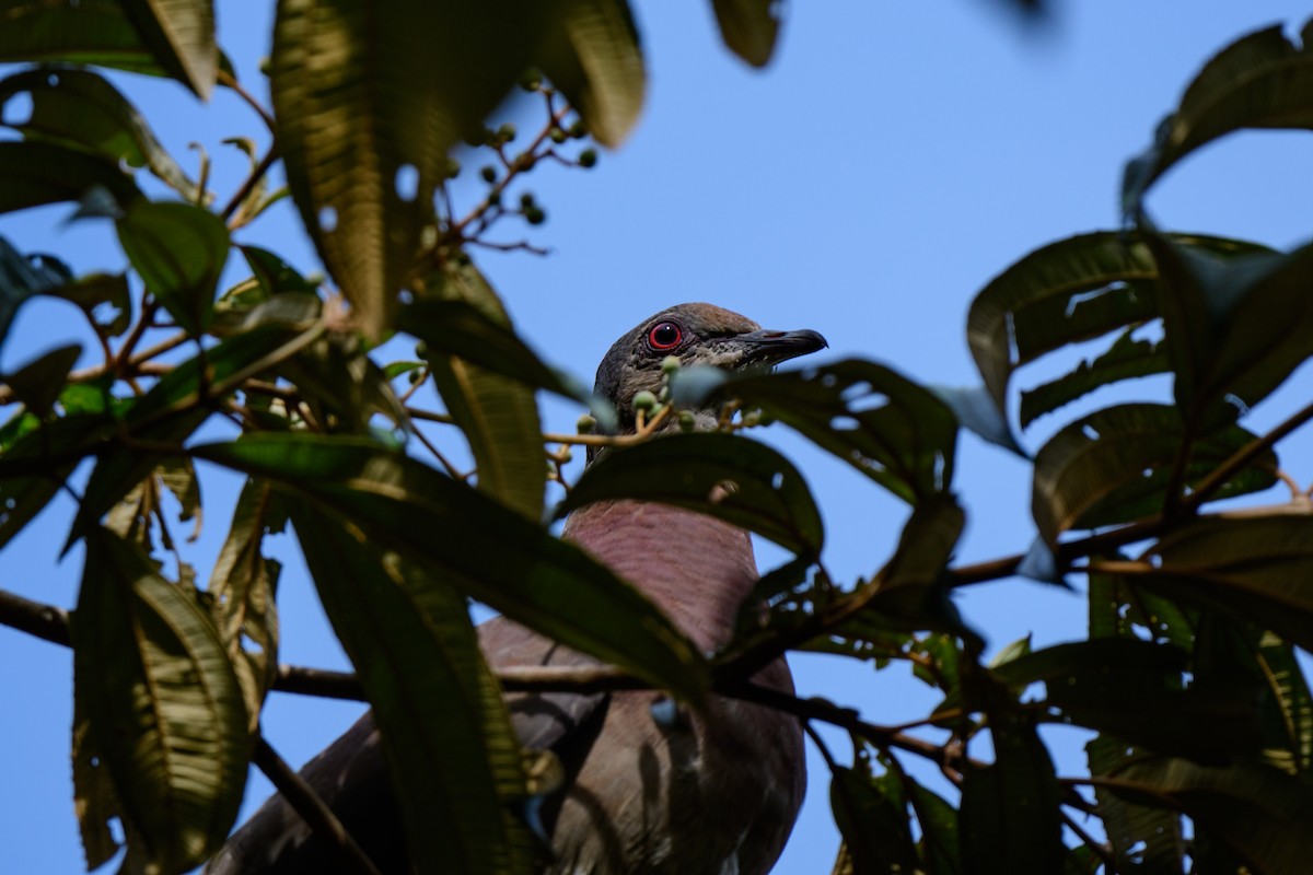 Pigeon rousset - ML620428183