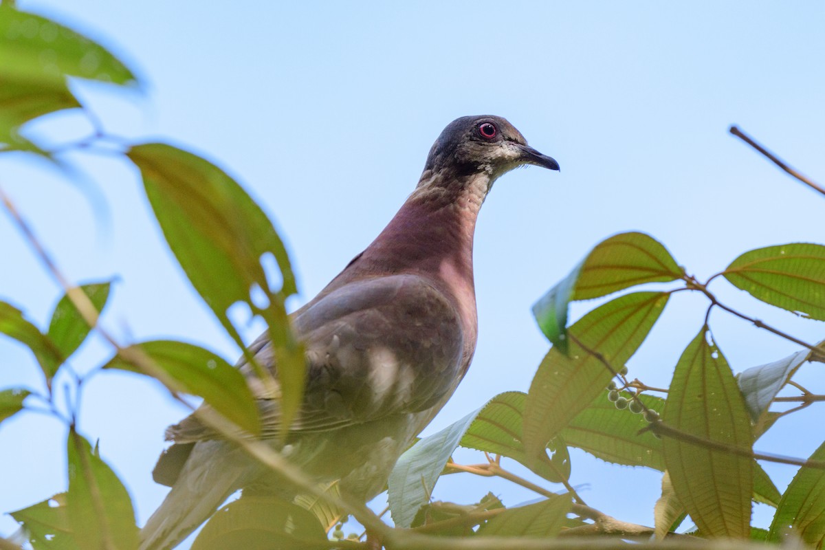 Pigeon rousset - ML620428184