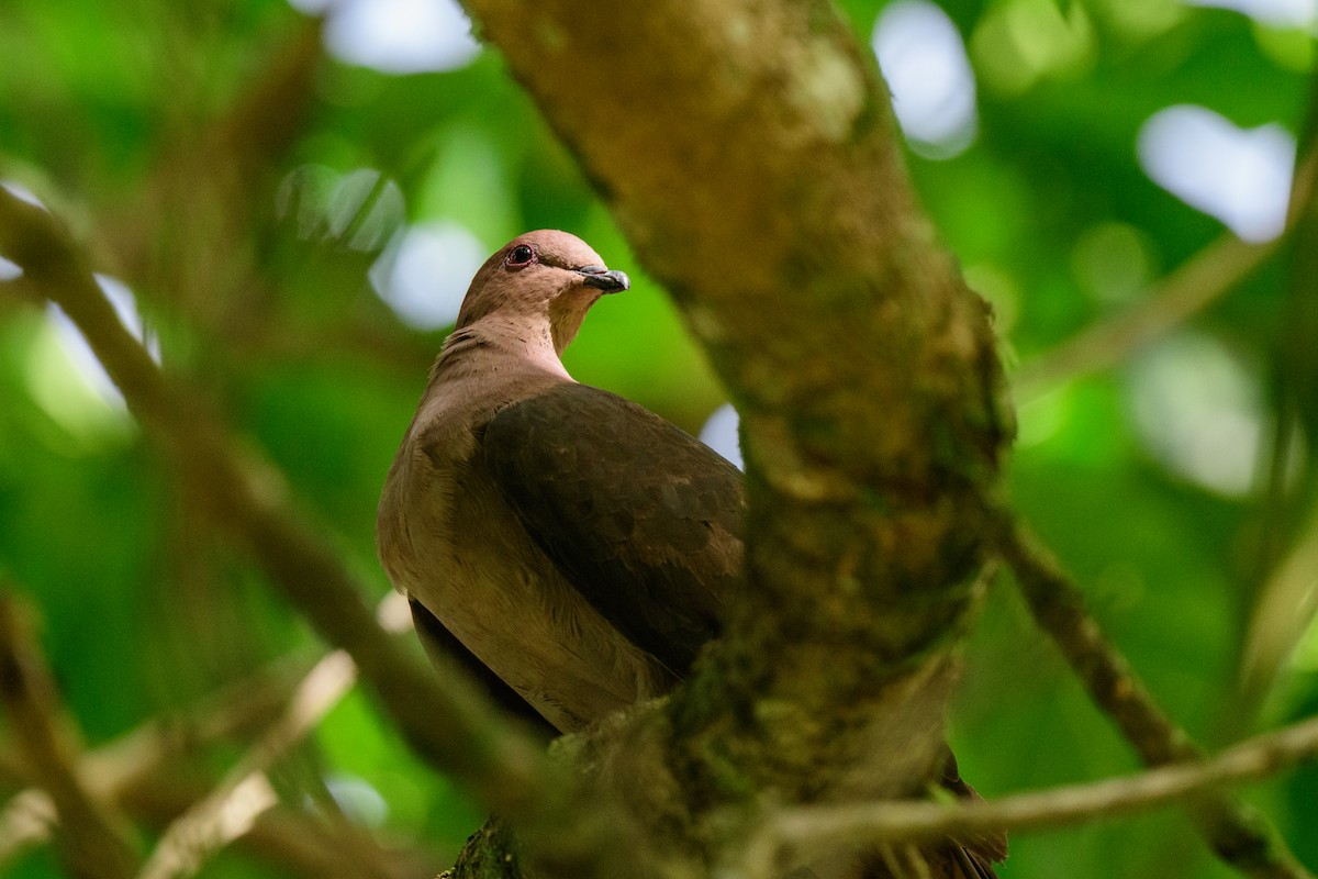 Pigeon à bec noir - ML620428187