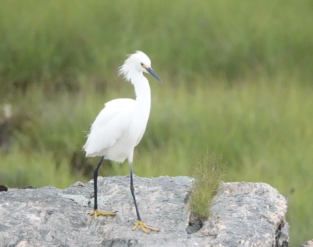 Snowy Egret - ML620428189