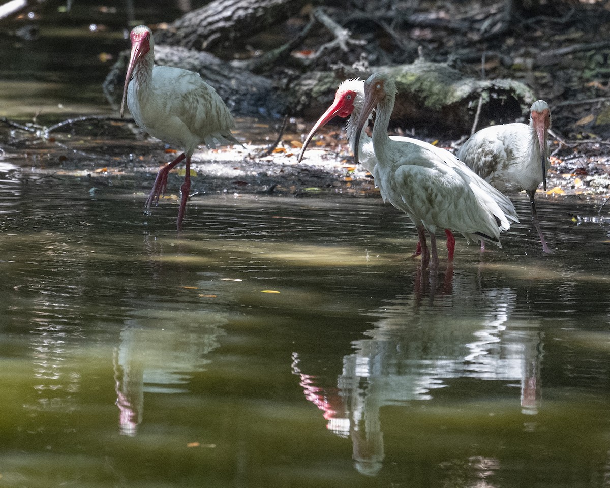 Ibis Blanco - ML620428195