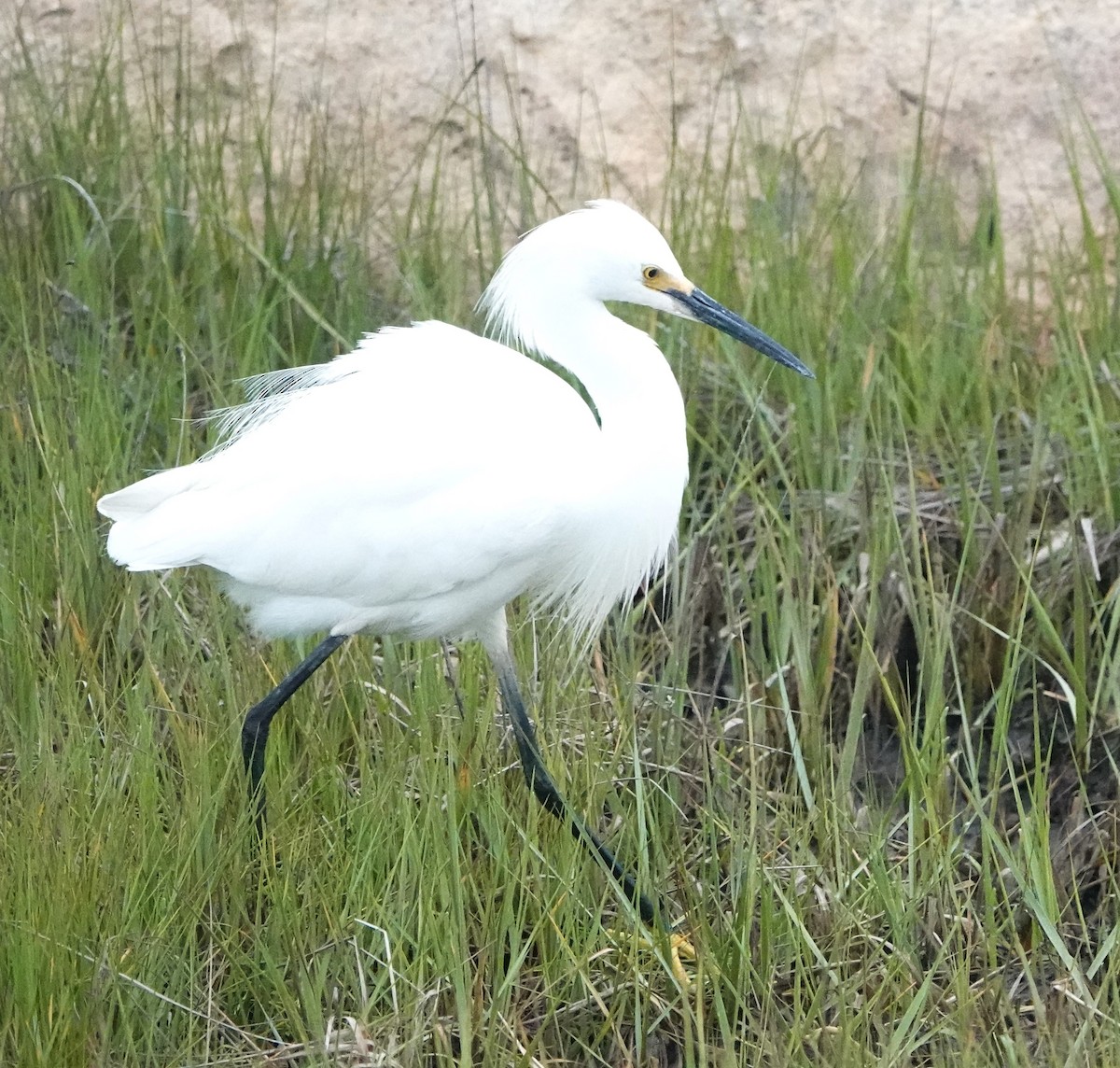 Snowy Egret - ML620428196