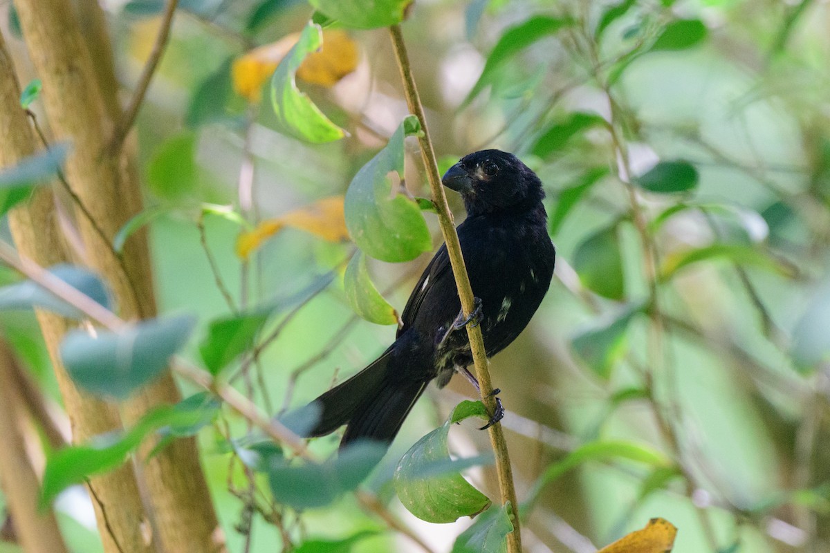 Variable Seedeater - John Kuenzli