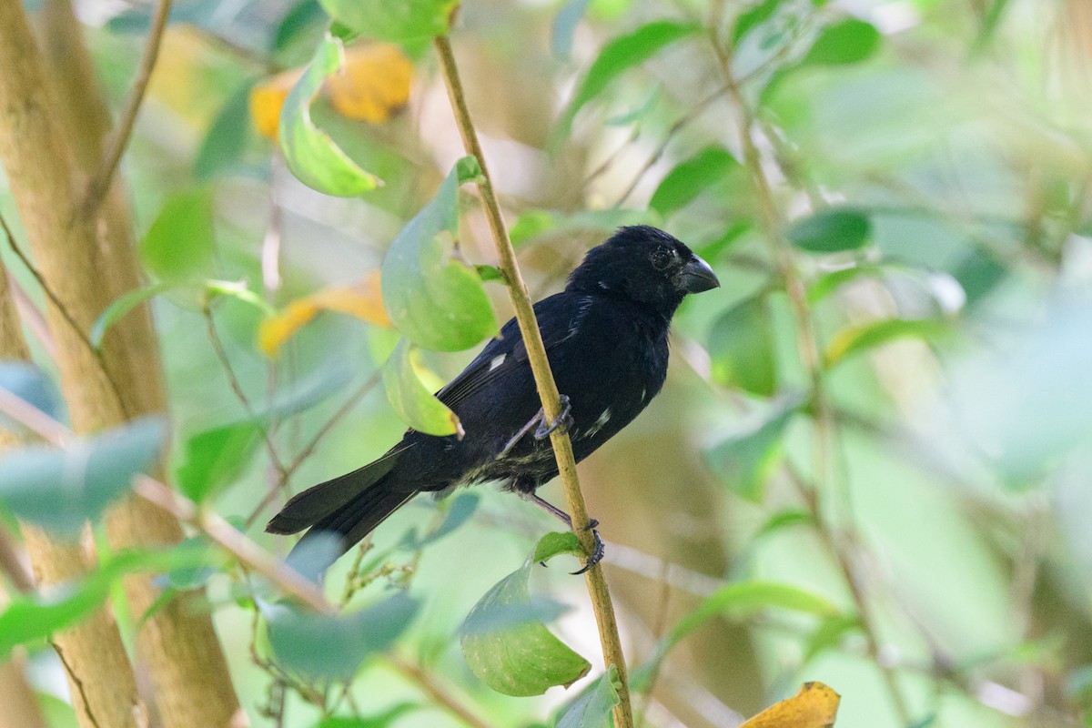 Variable Seedeater - ML620428201