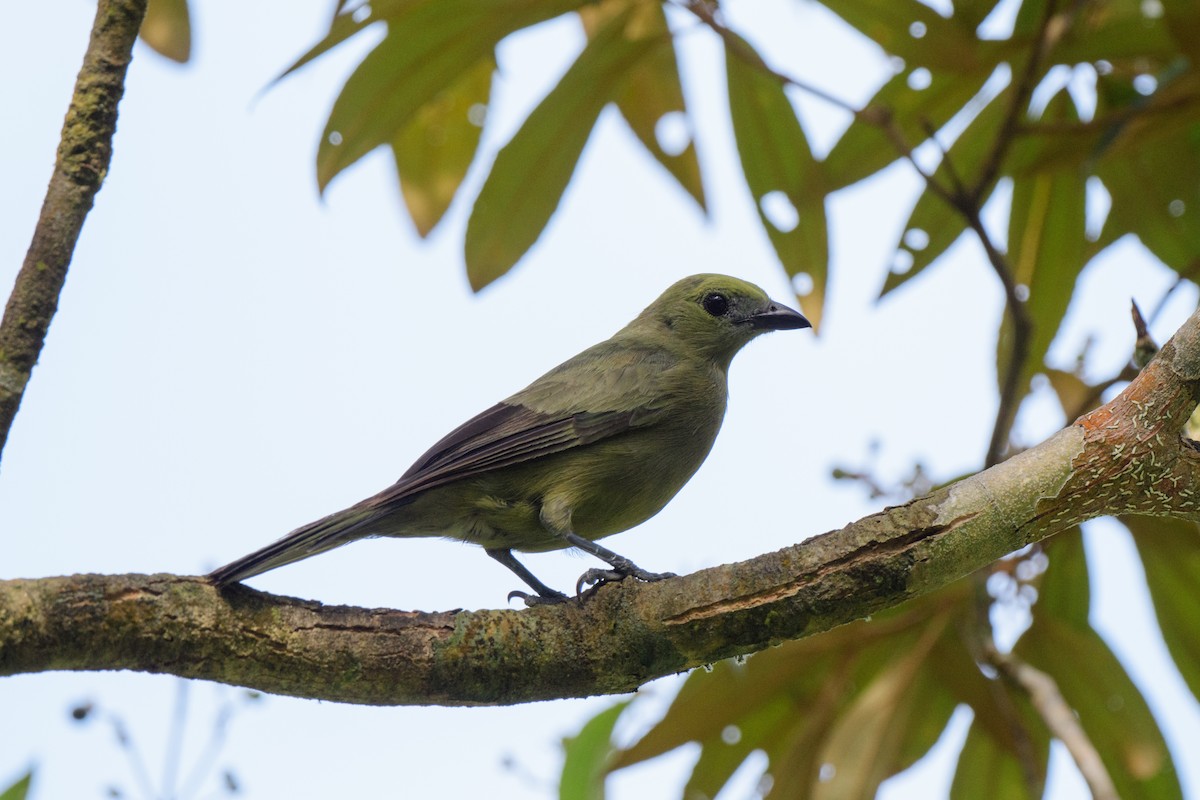 Palm Tanager - ML620428207