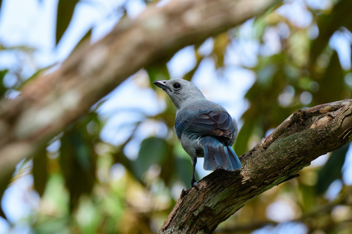 Blue-gray Tanager - John Kuenzli