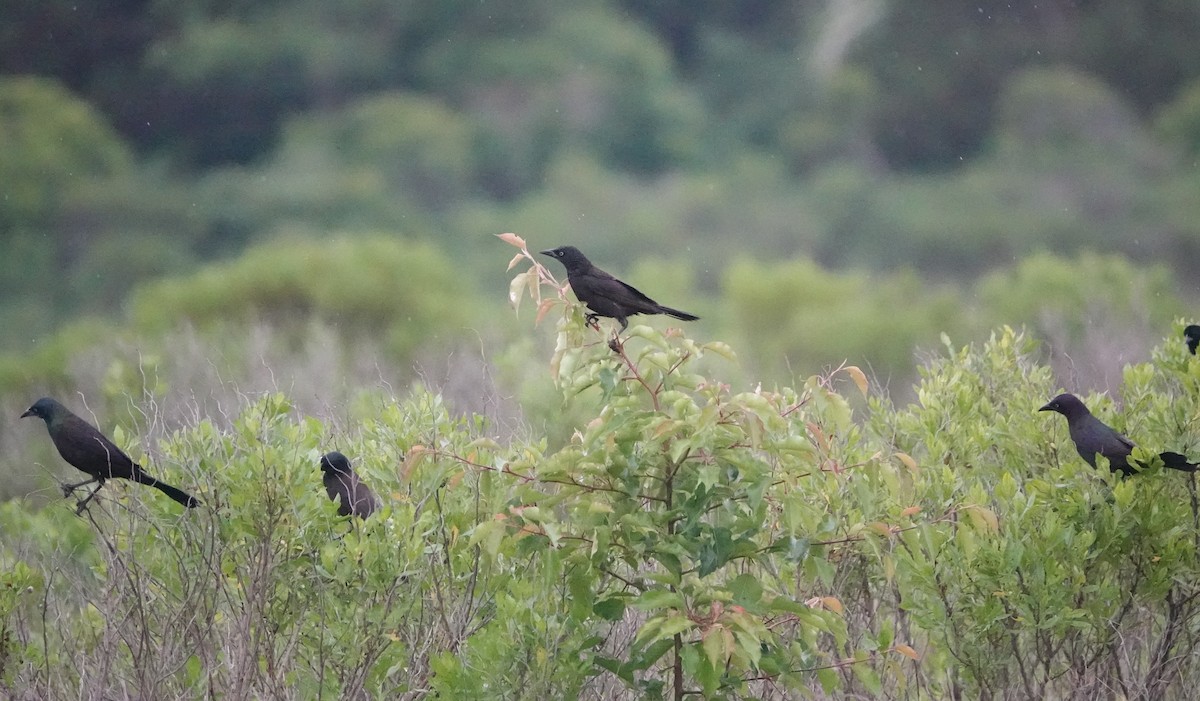 Common Grackle - ML620428210