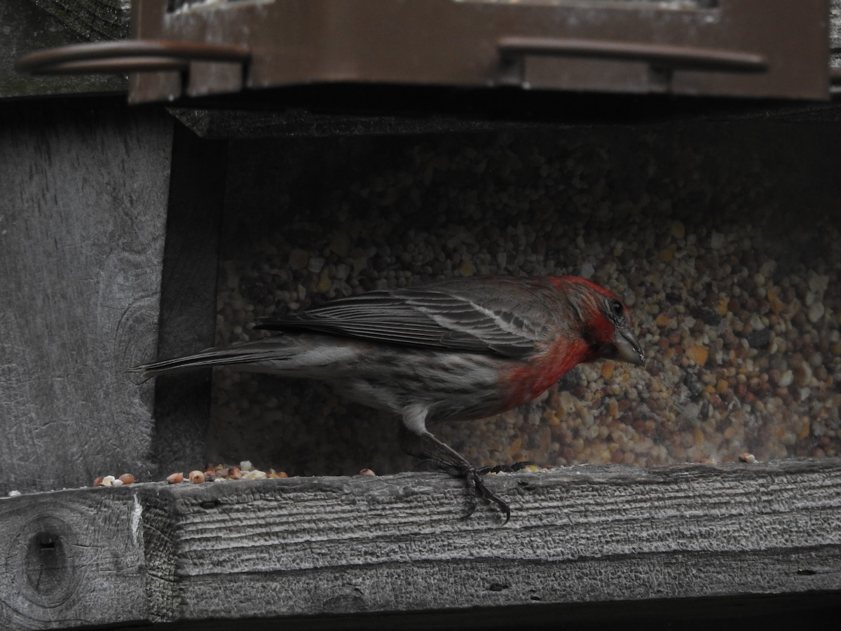 House Finch - Isaiah Craft