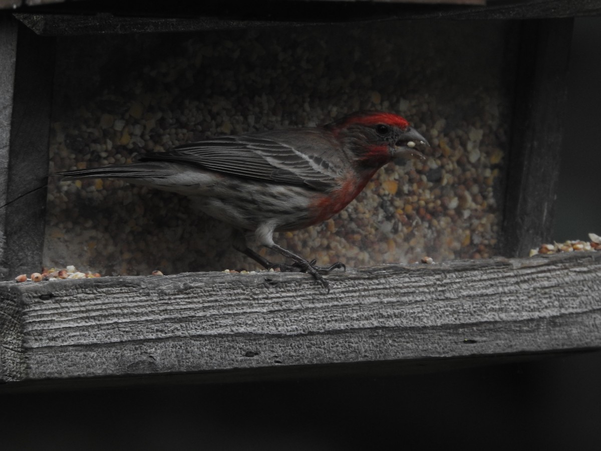 House Finch - ML620428214