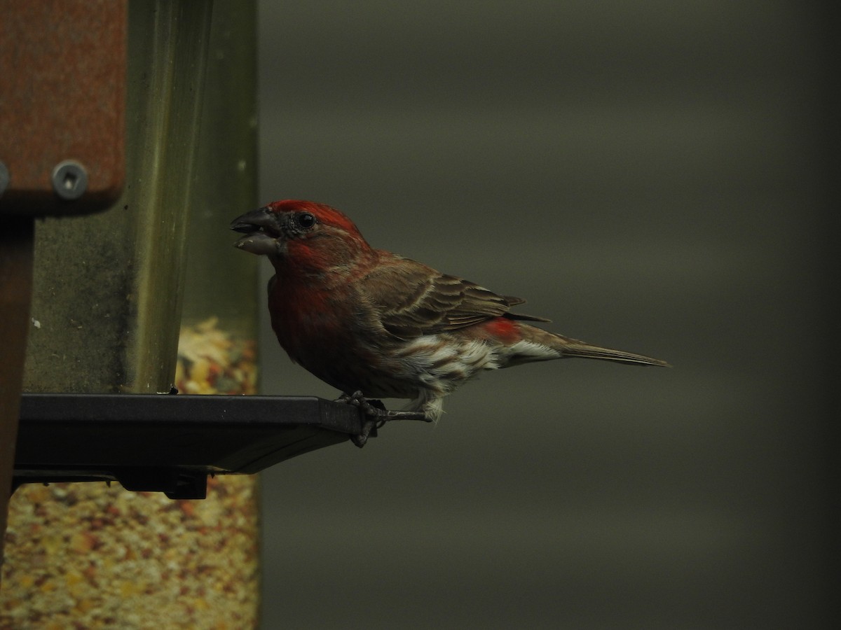 House Finch - ML620428216