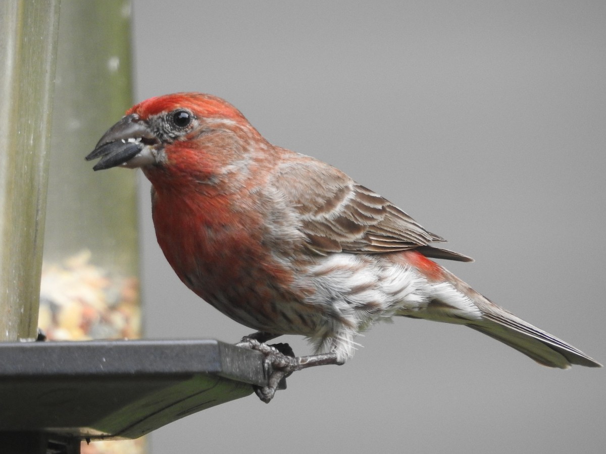 House Finch - ML620428217