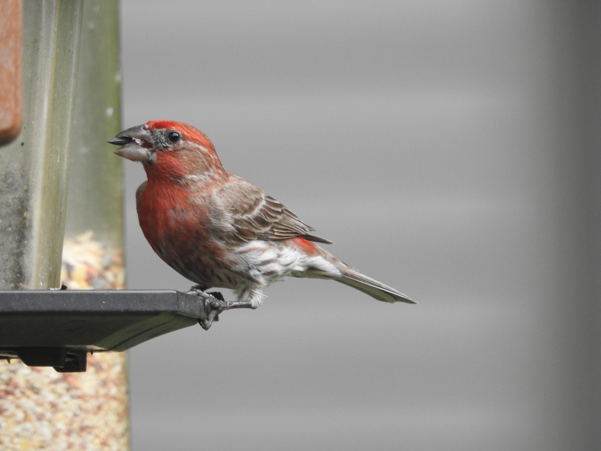 House Finch - ML620428218