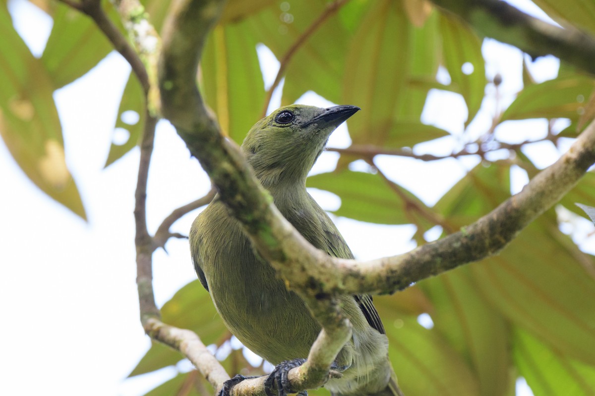 Palm Tanager - ML620428221