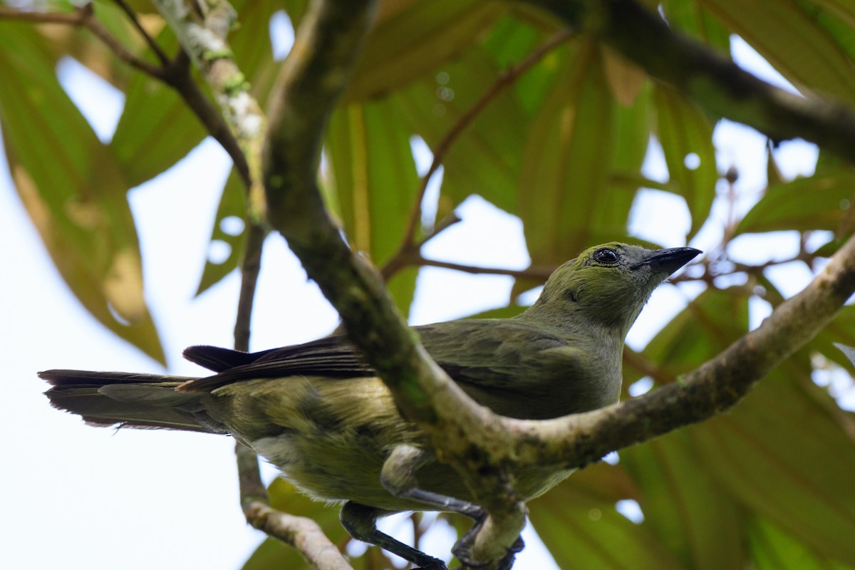 Palm Tanager - ML620428222