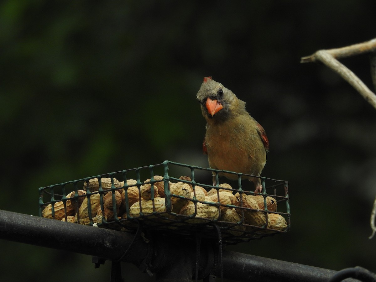 Northern Cardinal - ML620428227