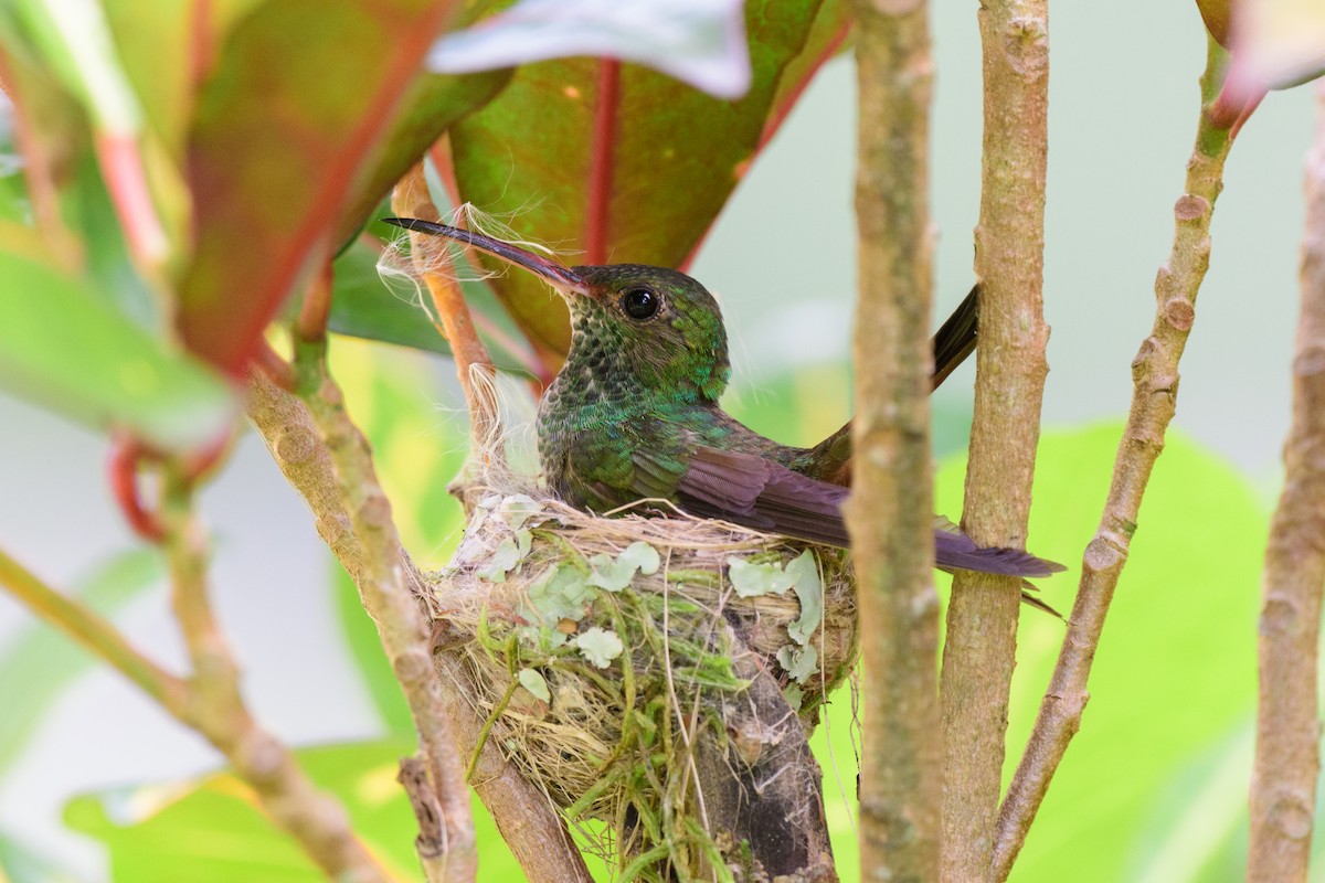 Rufous-tailed Hummingbird - ML620428229