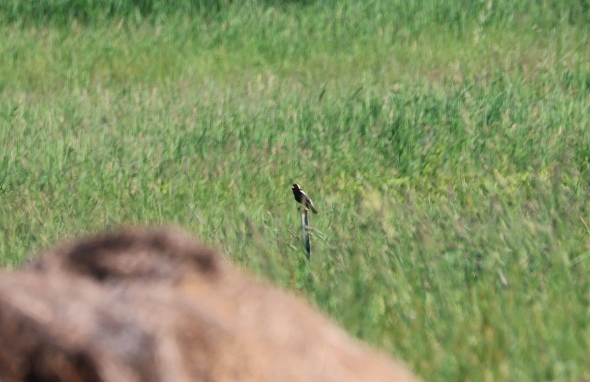 bobolink americký - ML620428243