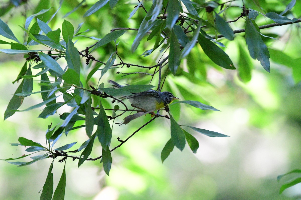 Northern Parula - ML620428244